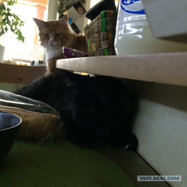 Котовторник