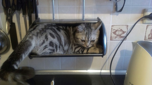 Котовторник