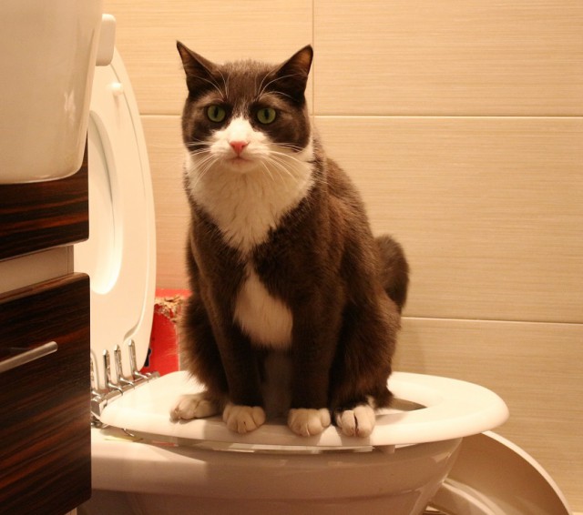 Котовторник