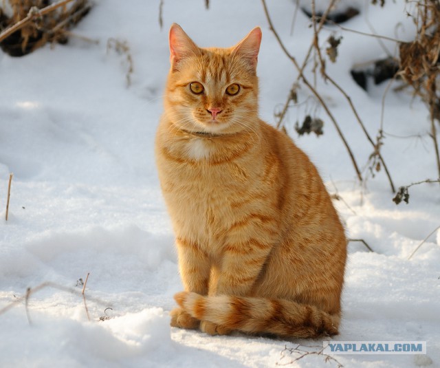 Котовторник 16.06.2015., Котовторник наступил!