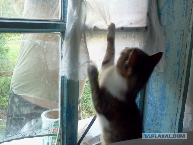 Котовторник 14.07.2015