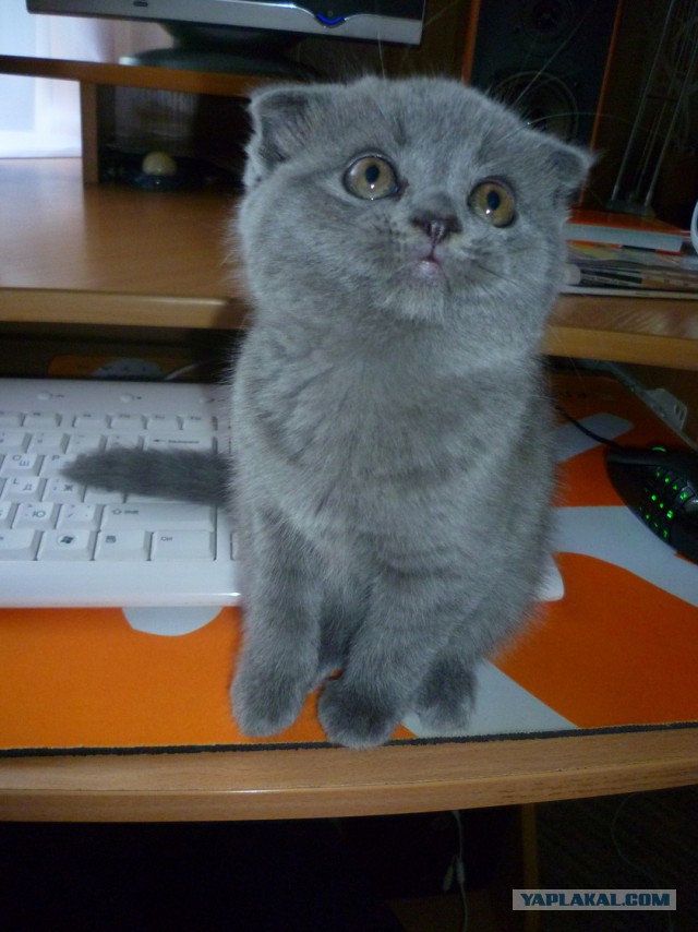 Котовторник  21.07.2015