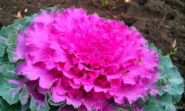 Золотая осень