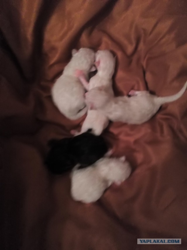Котооо-о-о-вторник