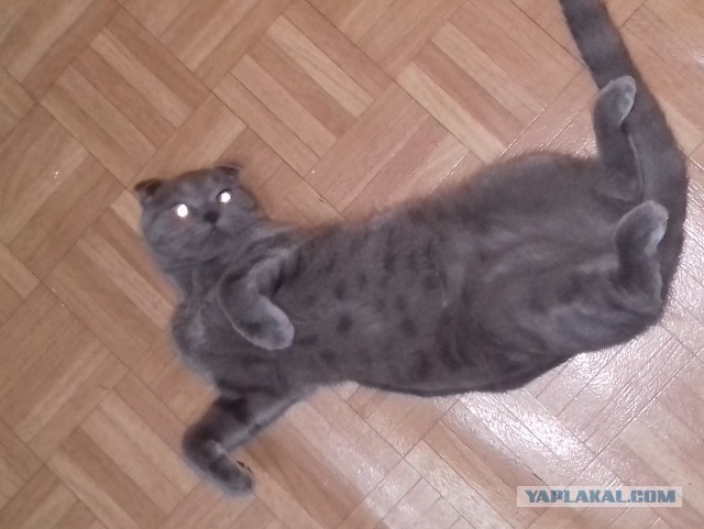 Котовторник 26.01.2016