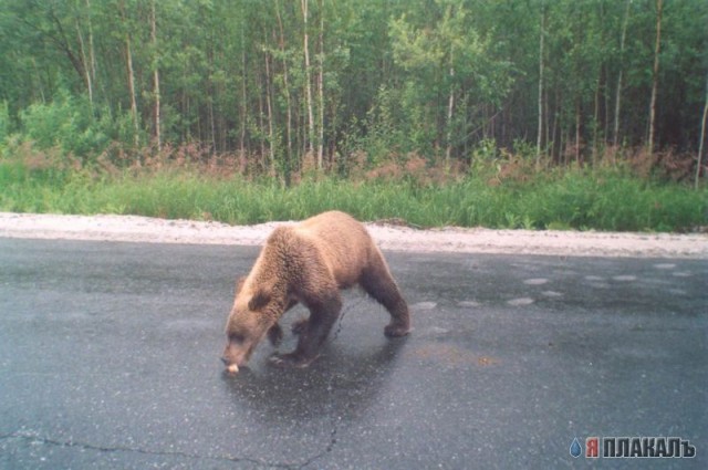 Все о МЕДВЕДЯХ