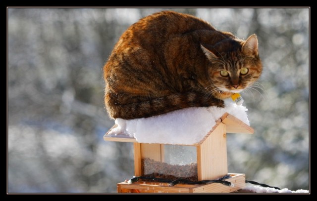 Котомет во вторник (11.12.2007)