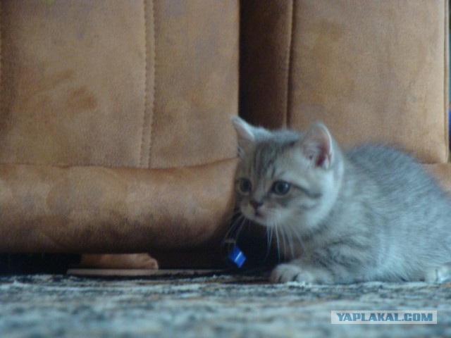 Котовторник 27.09.16