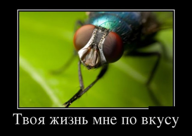 Доза фотокартинок