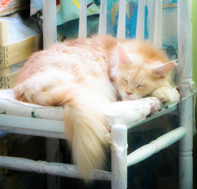 Котовторник  14.02.2017
