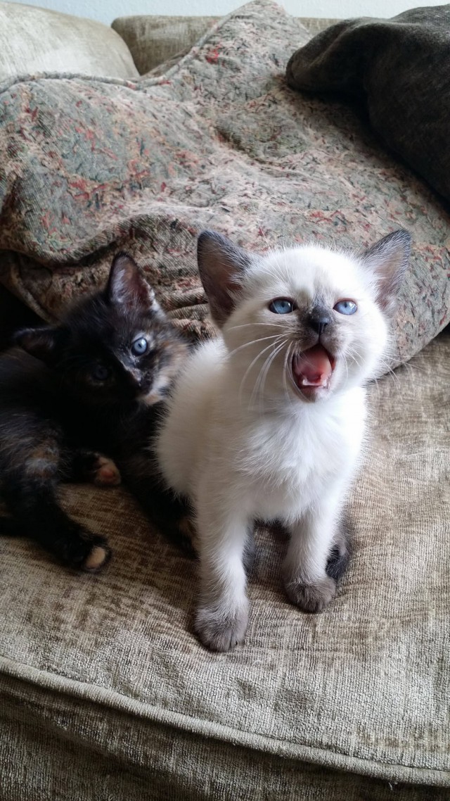 Коты и Кошки