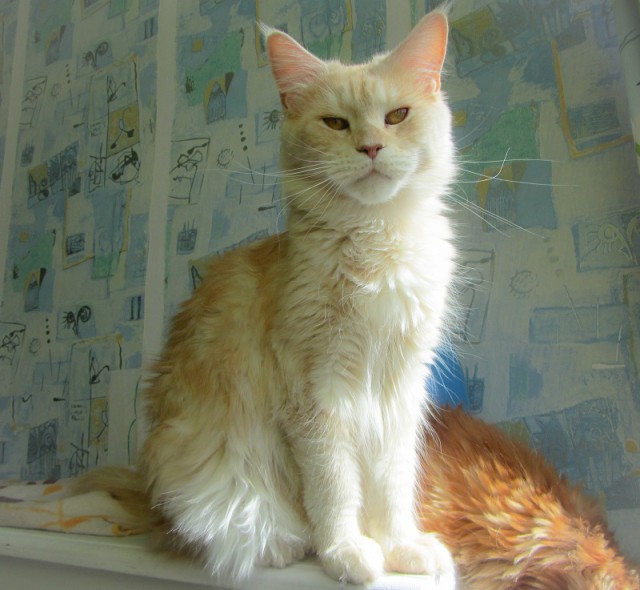 Котовторник 25.04.2017