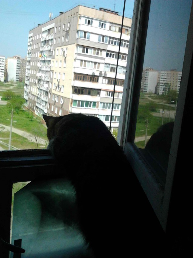 Котовторник 16.05.2017