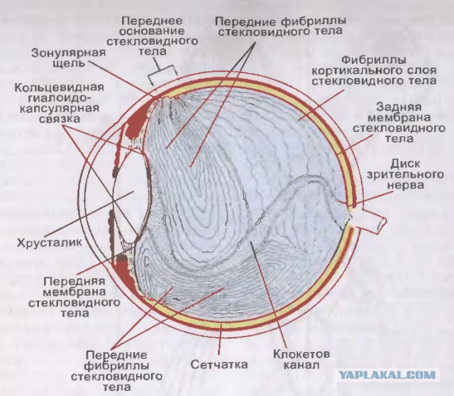 Летающие мошки и битые пиксели в глазах