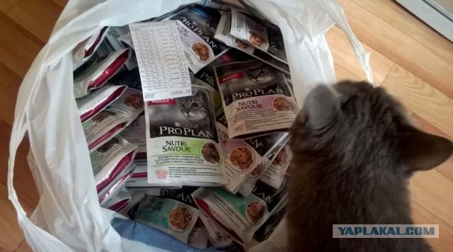 Жизнь домашнего приюта для котеек 168