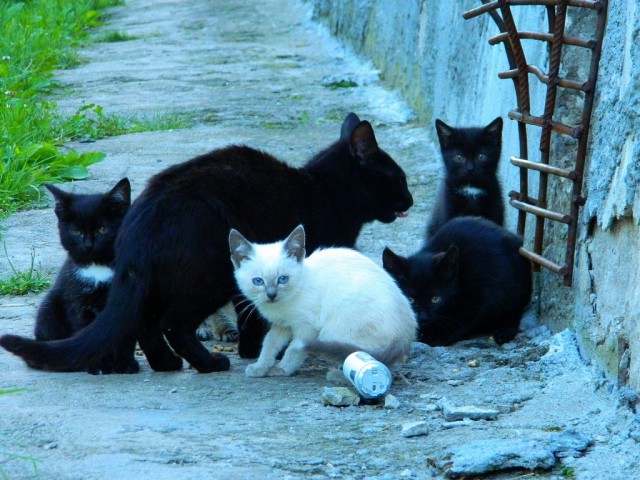 Котовторник 04.07.17