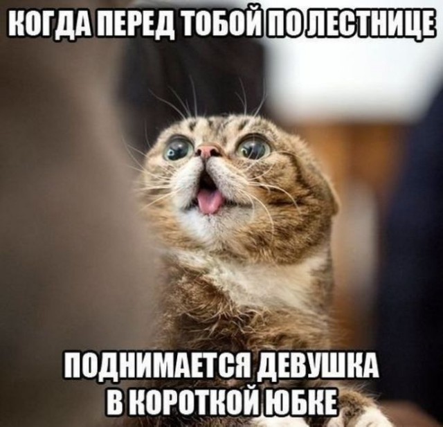 Журнал деградант