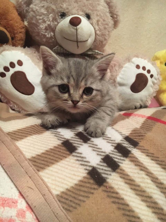 Котовторник