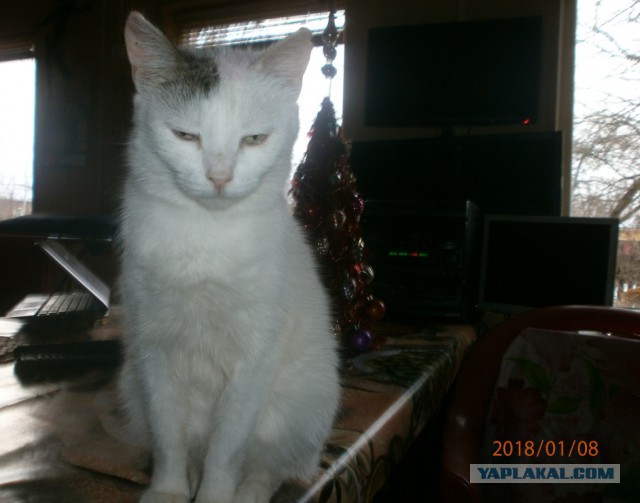 Котовторник 9.01.2018