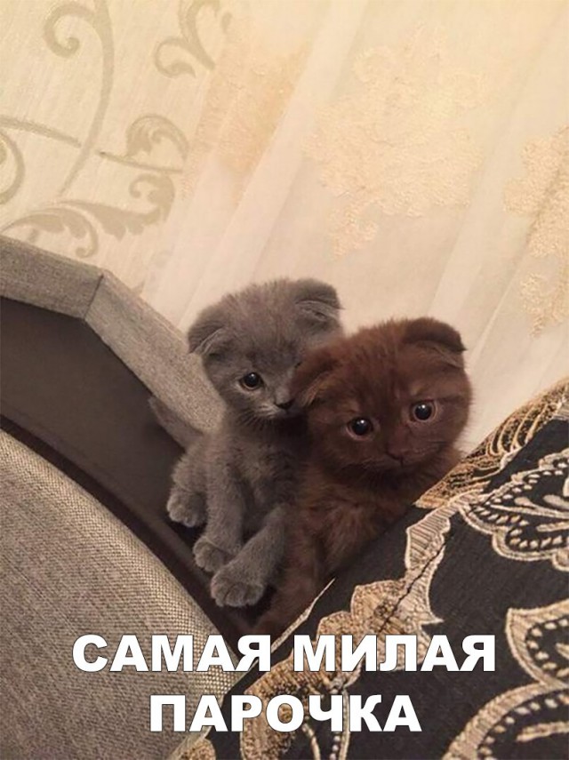 Неадекватные коты