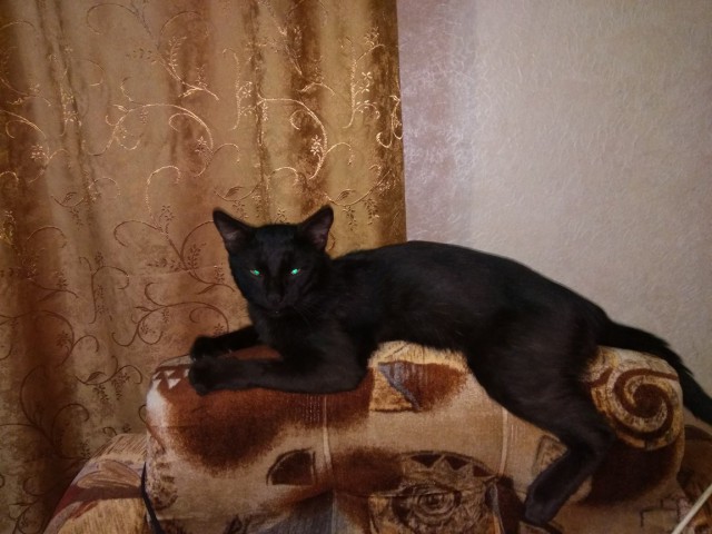 Котовторник 19.06.2018