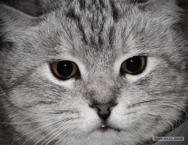 Котовторник на ЯПлакалъ 08.07.2008