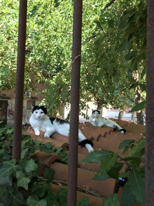 Прикольных котов пост