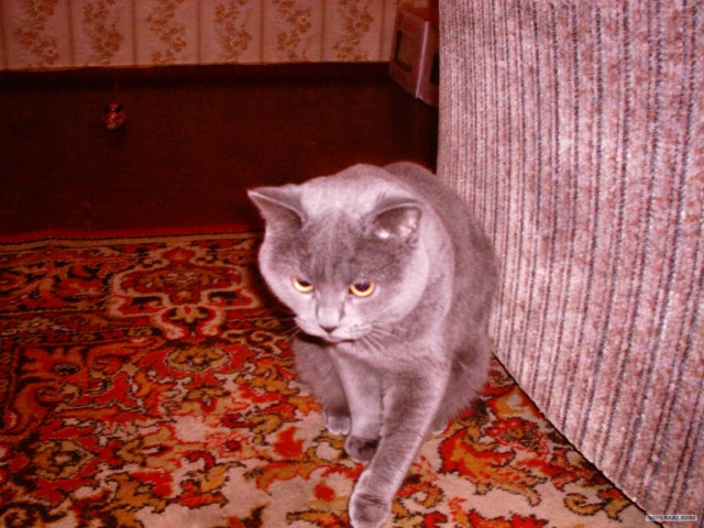 Котовторник на 6 июля