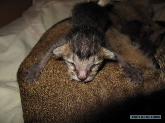 А вот и мы: котятовторник!