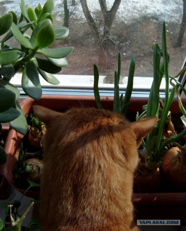 Сегодня котовторник, а котиков все нет