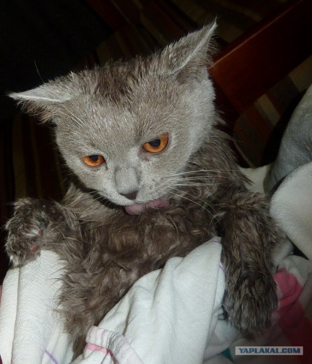 Котейкин вторник! Космический 12.04!