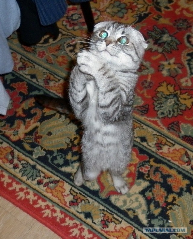 Кот из Шрека