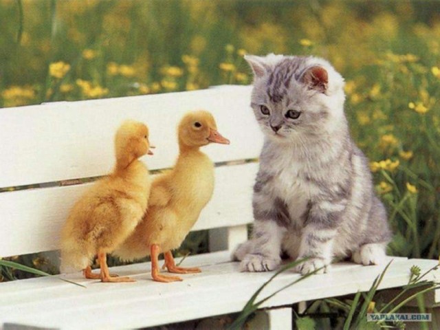 Котовторник