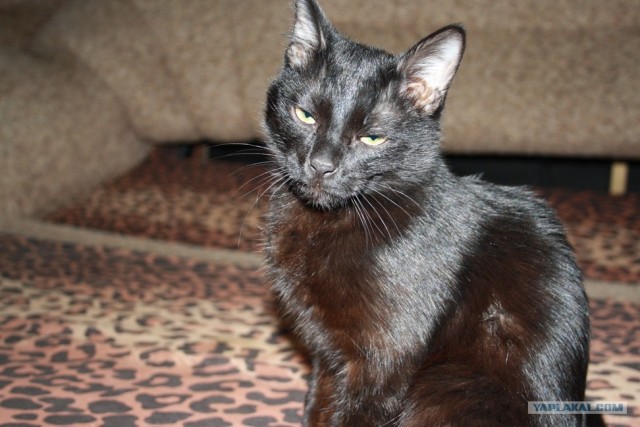 Котовторник 06.12.2011