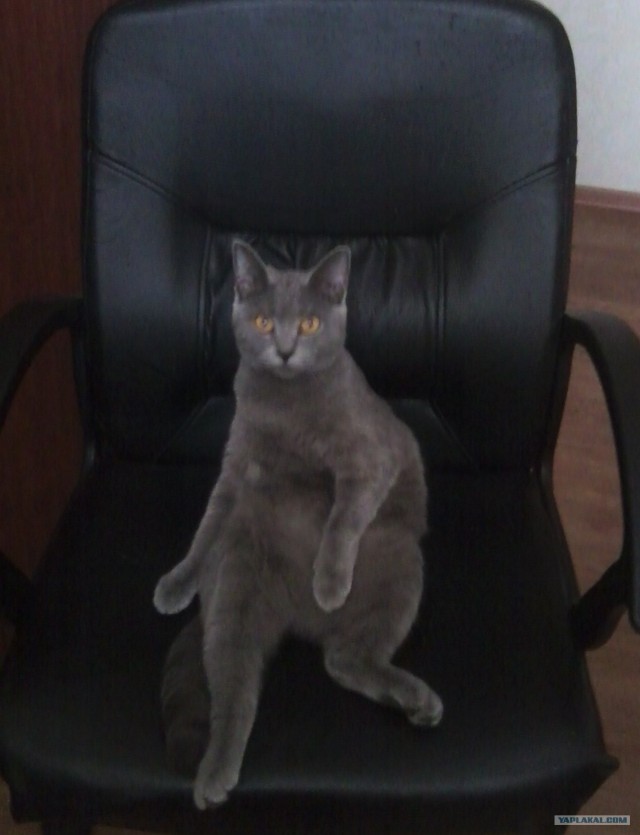 Котовторник 20.12.2011