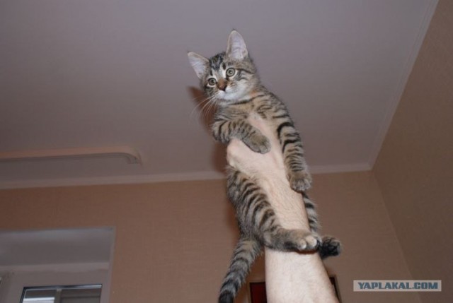 КОТОВТОРНИК (6.03.2012)