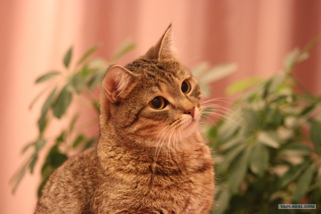 Котовторник 10.04.2012