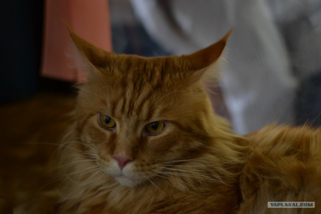 Котовторник   5.06.2012