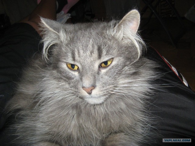 Котовторник  4.09.12