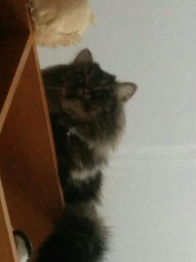 Забавные фото котеек