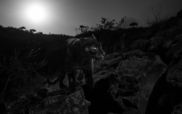 Фотограф из Британии сфотографировал чёрную пантеру в Африке, которую там последний раз снимали на камеру в 1909 году