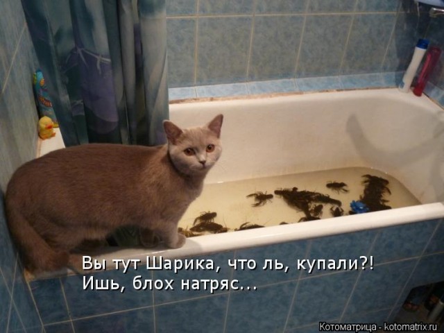16 лучших котов сезона