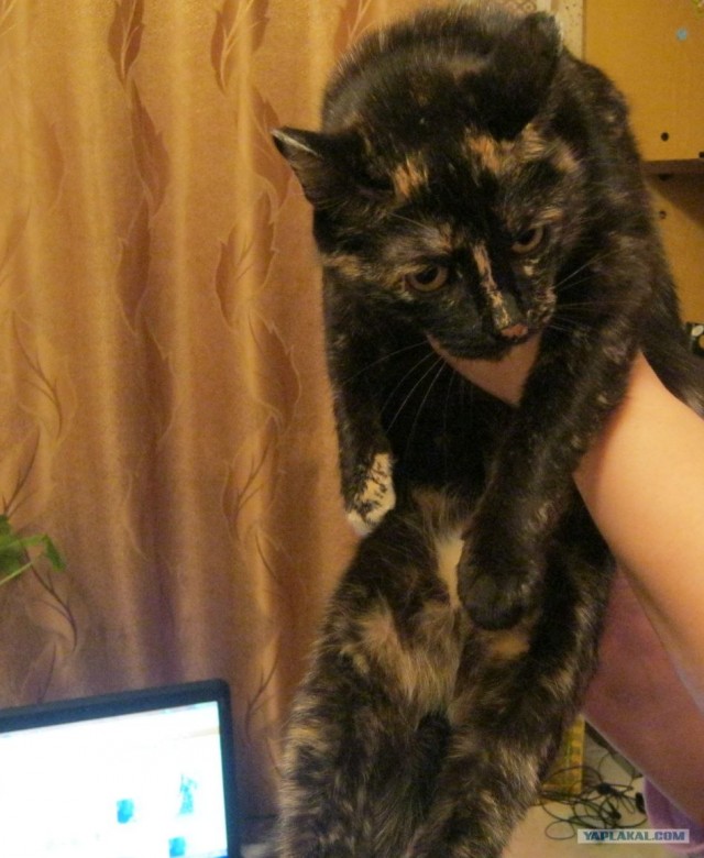 Новогодний Котовторник 01.01.2013