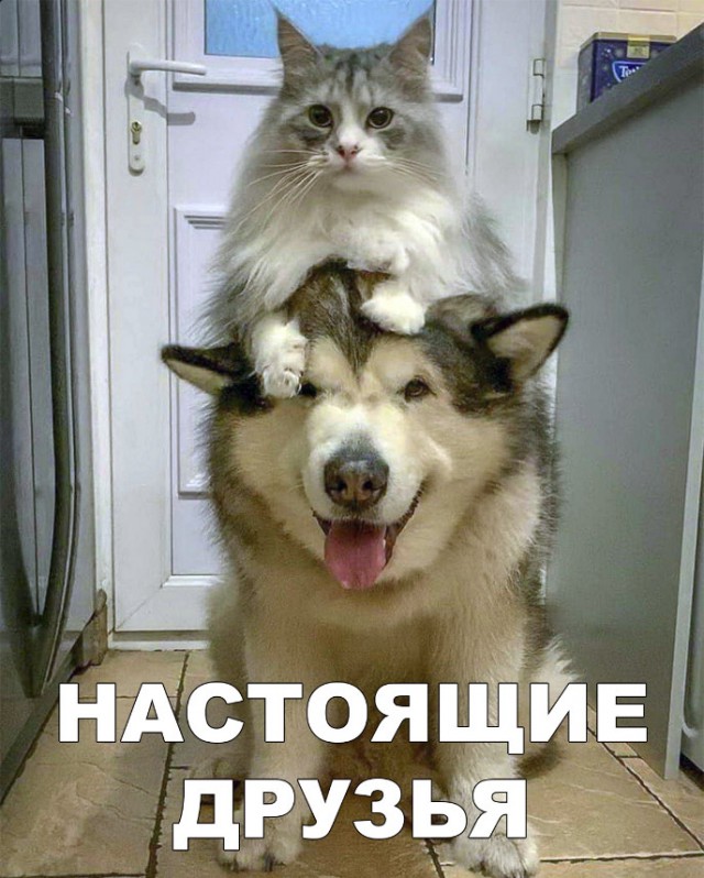 Живность из сети