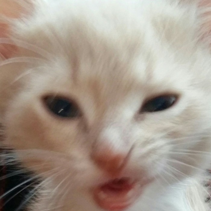 Дикий котовторник 16.04.19