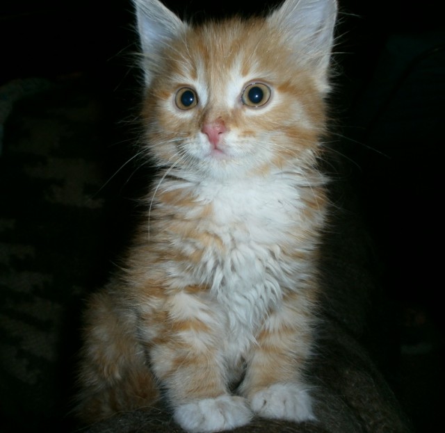 Котовторник 23.07.2019.