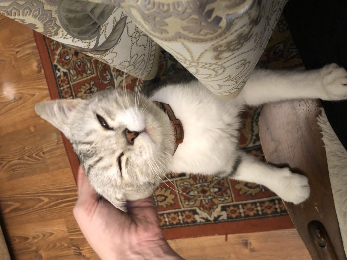 Правильный кот пользуется унитазом, а не лотком