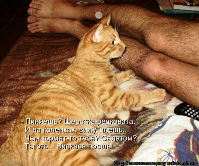 Хвостатые—усатые