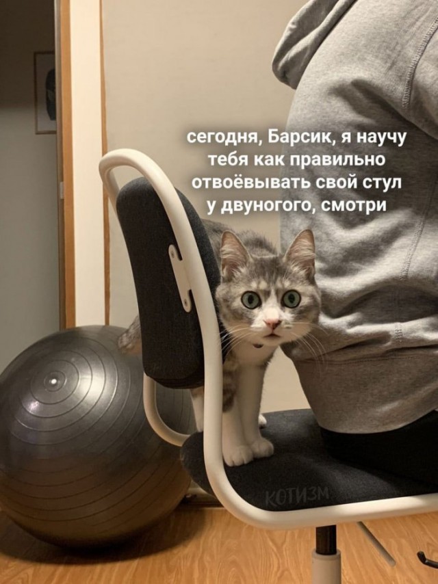 Наглая кошка попыталась выгнать хозяина со стула