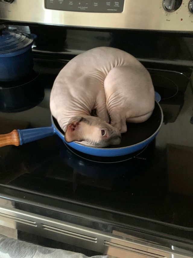 Эти забавные животные